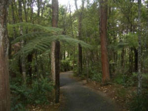 bayofislandferns3907.jpg