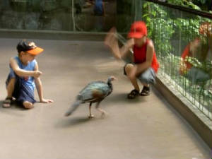 bronxzoo021.jpg