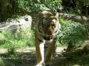 bronxzoo035.jpg