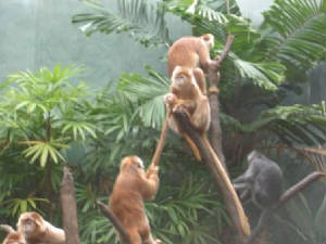 bronxzoo086.jpg