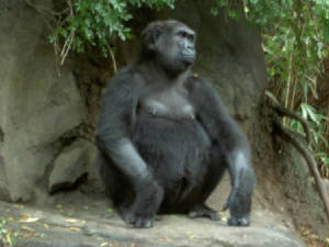 bronxzoo162.jpg