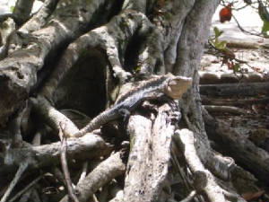 iguanaontree.jpg