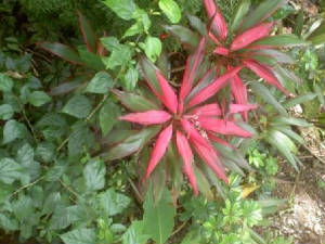 pinkflower.jpg